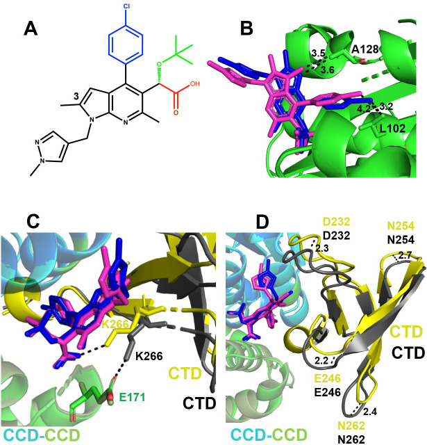 The molecular structure of EKC110 with functional groups chlorophenyl, tert-butoxyl, and carboxylare is highlighted. Ribbon diagrams display the protein interactions with EKC110, highlighting key residues and distances in various domains.