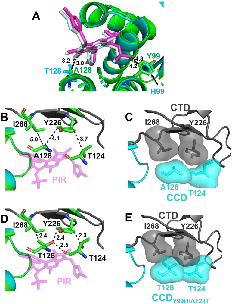 Five ribbon diagrams show structural overlays of WT IN and mutant IN with PIR, highlighting key residues, binding distances, and their interactions while comparing the spatial relationships and distances between residues in both protein forms.