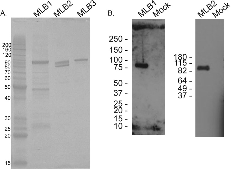 FIG 1