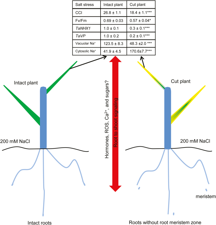 Fig. 7.