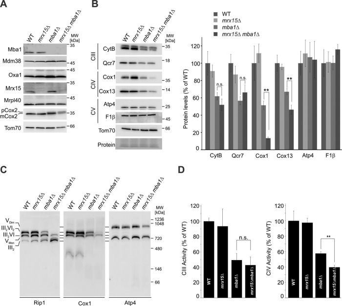 FIGURE 4: