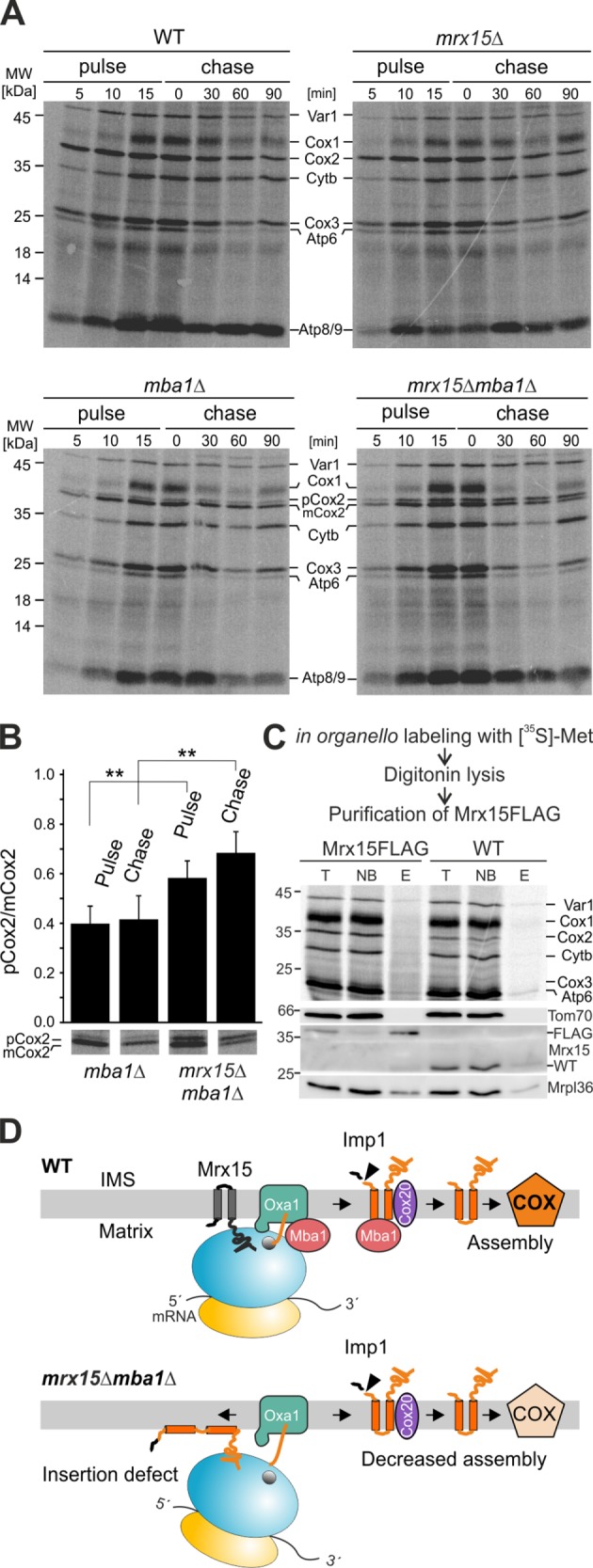 FIGURE 6: