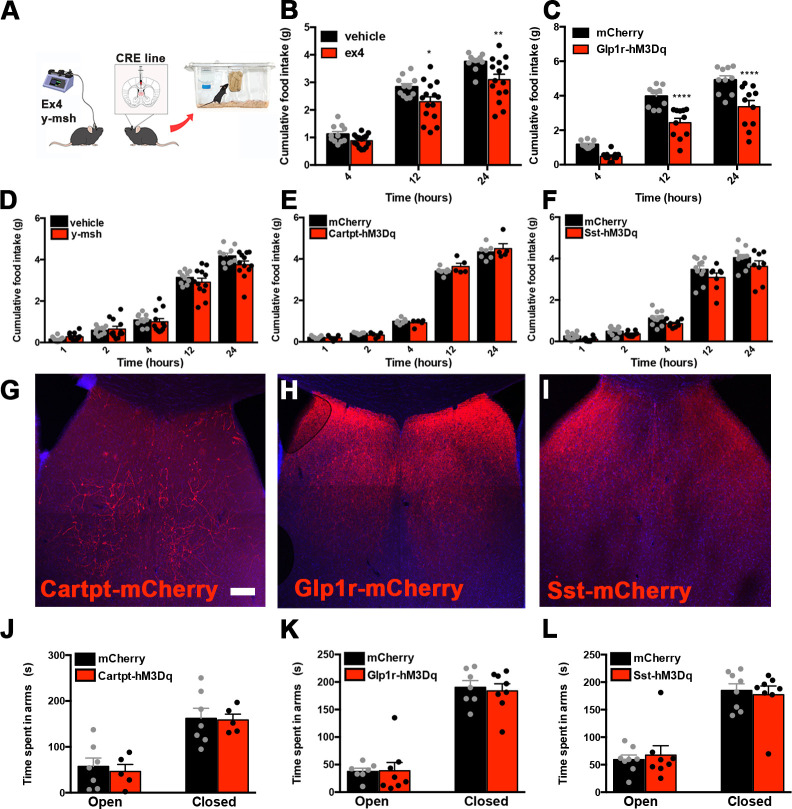 Figure 3—figure supplement 1.