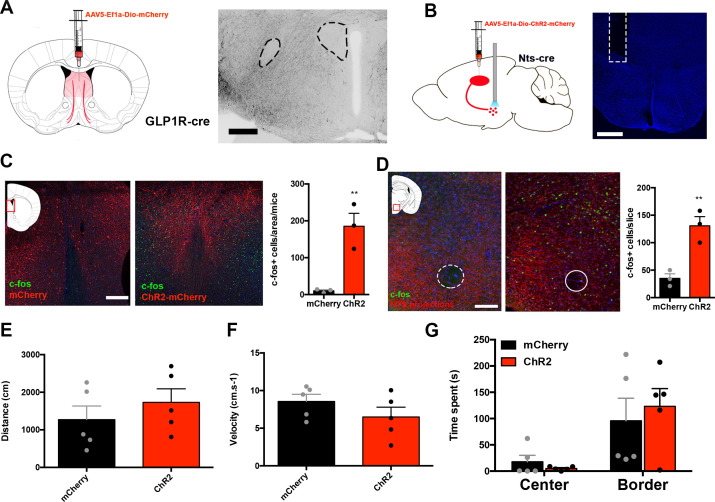 Figure 4—figure supplement 1.