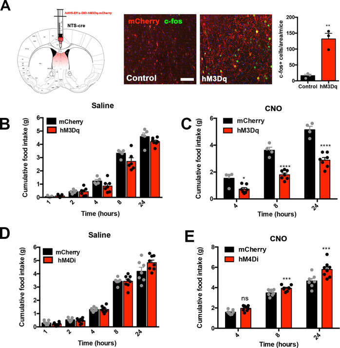 Figure 2—figure supplement 1.