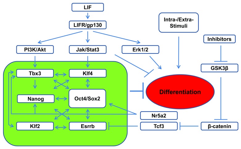 graphic file with name jkst-2-e24935-g2.jpg