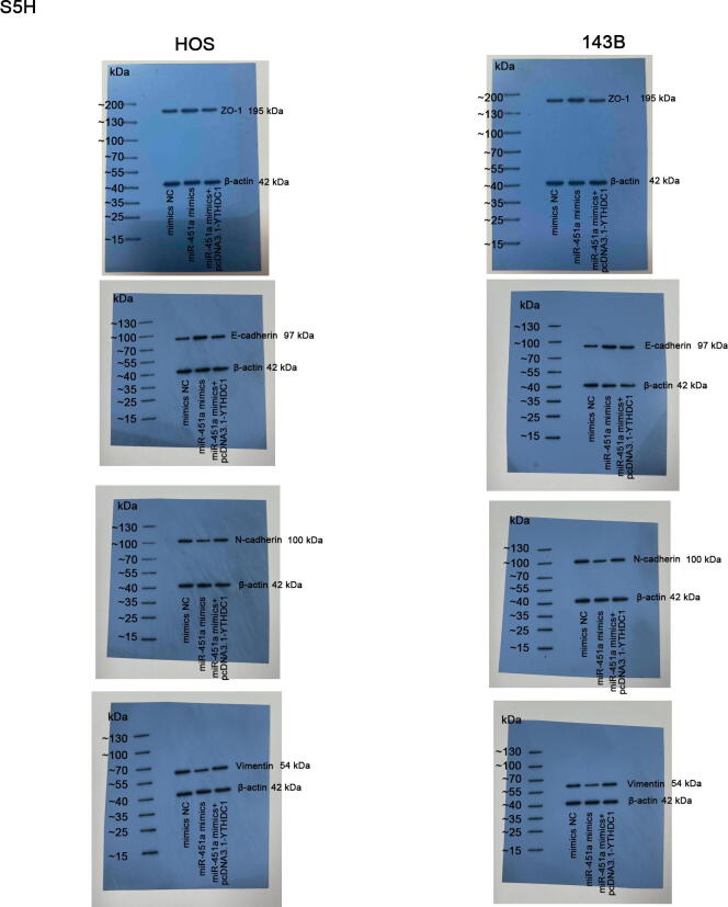 Supplementary Fig. 5H