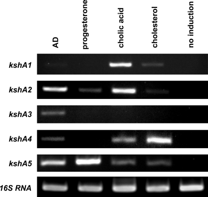 Fig. 5.