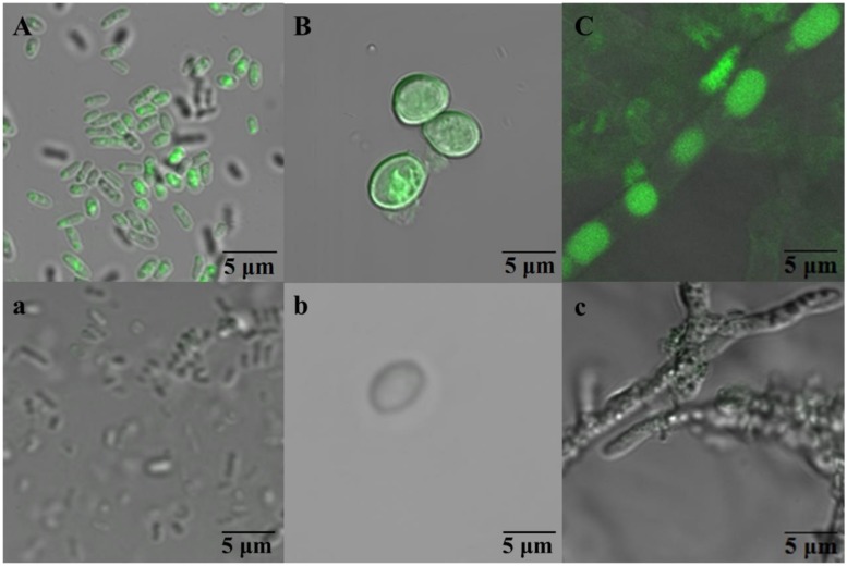 FIGURE 3