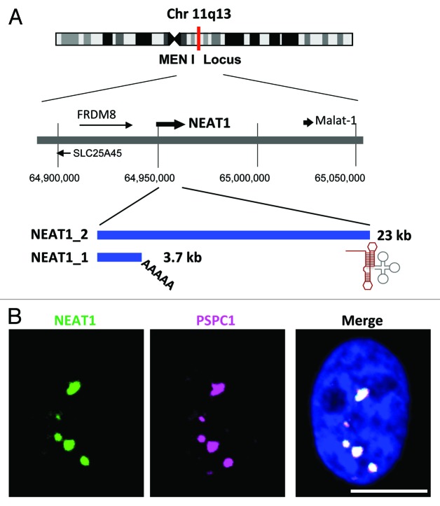 graphic file with name rna-10-456-g1.jpg