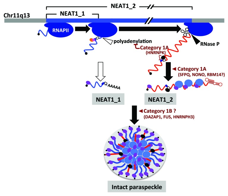 graphic file with name rna-10-456-g2.jpg