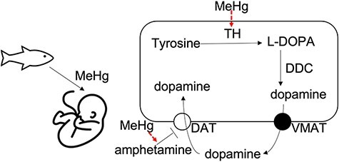 Figure 1: