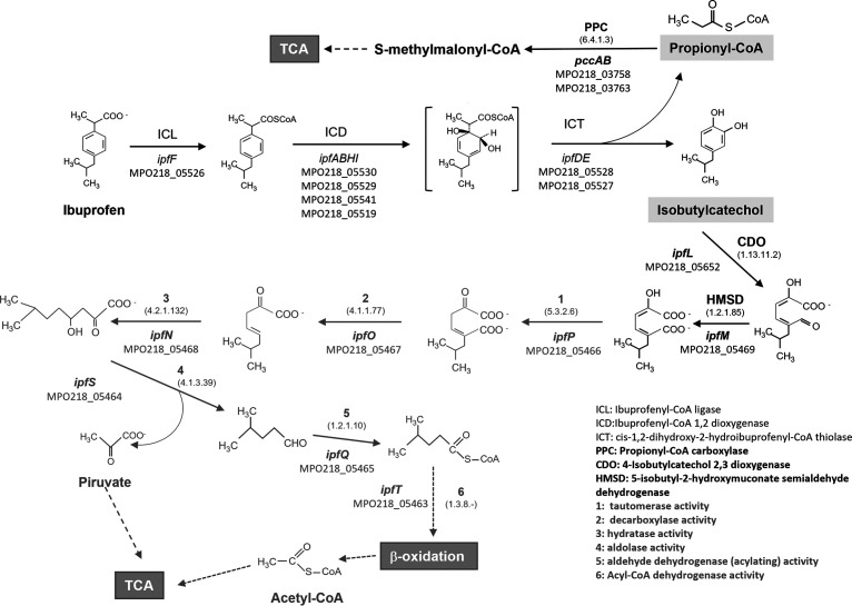 FIG 8