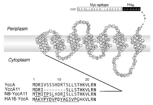 graphic file with name kvd00501.jpg