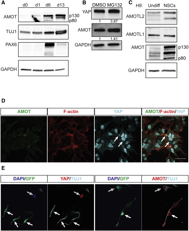 Figure 3