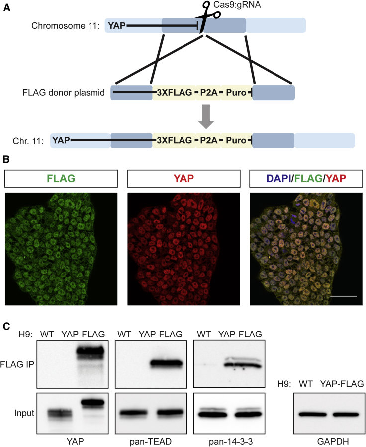 Figure 1