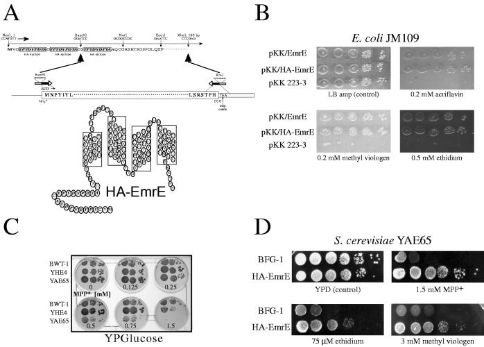 FIG. 1