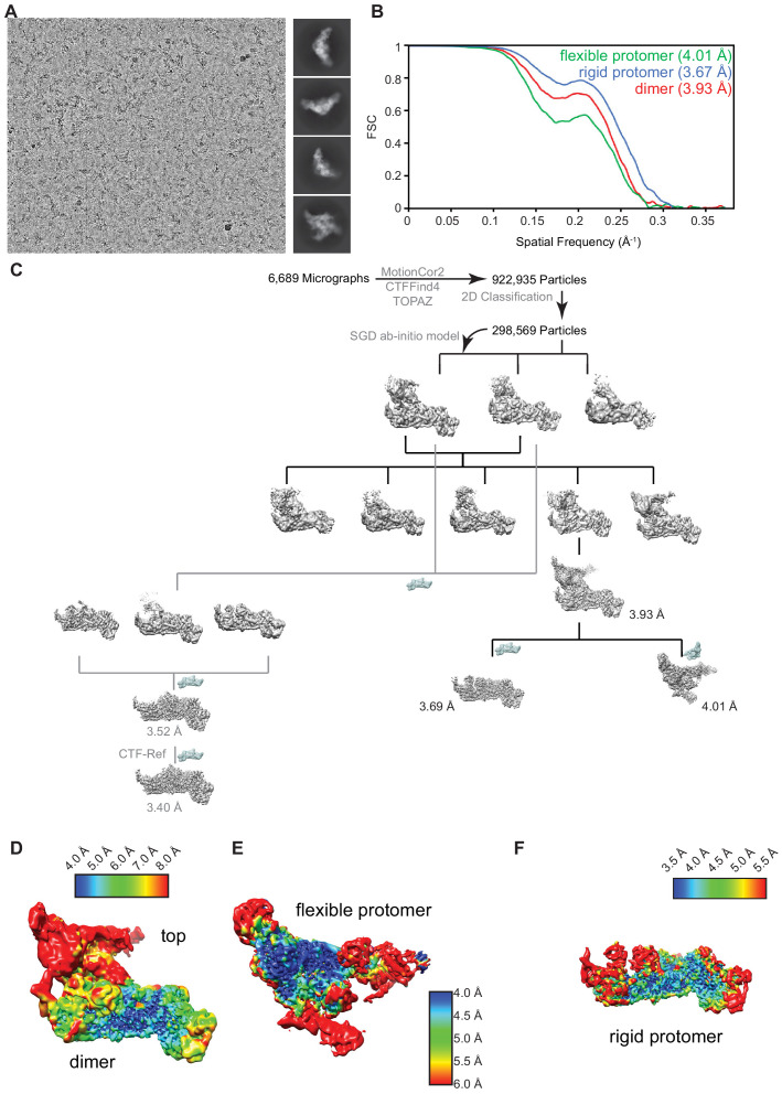 Figure 2—figure supplement 1.