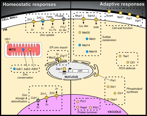 FIGURE 2.