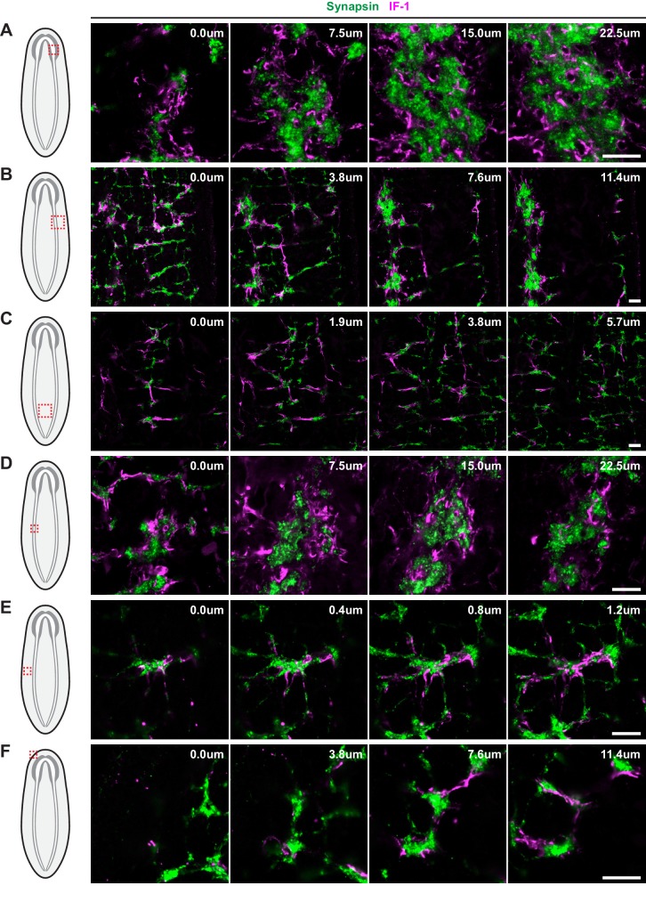 Figure 4—figure supplement 2.