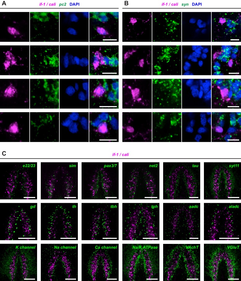 Figure 3—figure supplement 1.