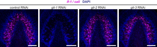 Figure 2—figure supplement 2.