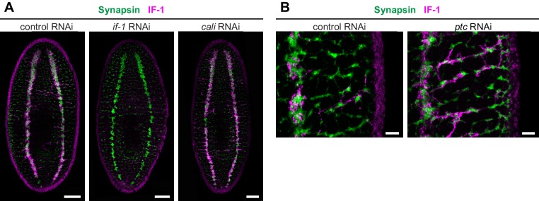 Figure 4—figure supplement 1.