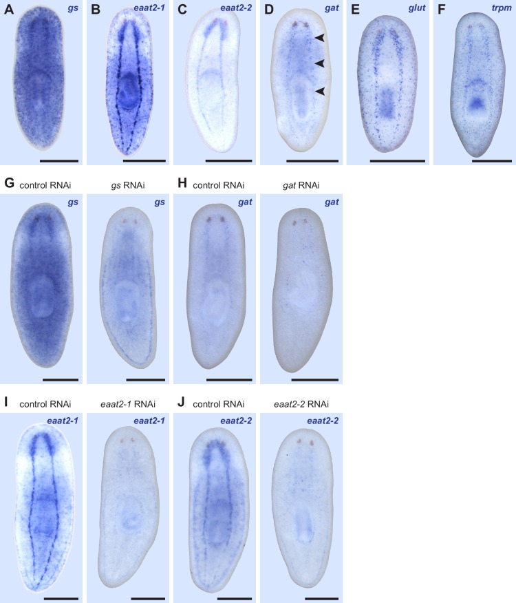 Figure 3—figure supplement 2.