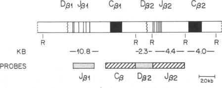 graphic file with name pnas00283-0204-b.jpg