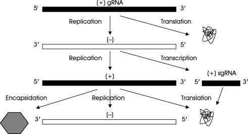 FIG 1