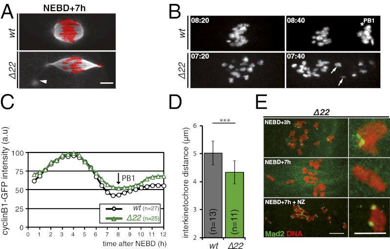 Fig. P1.