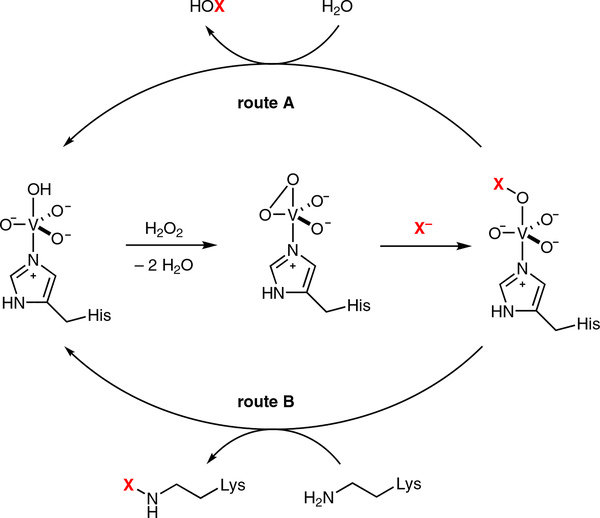 Scheme 2