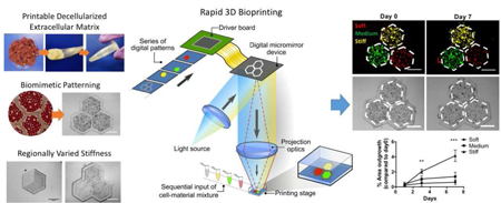 graphic file with name nihms-1508085-f0001.jpg