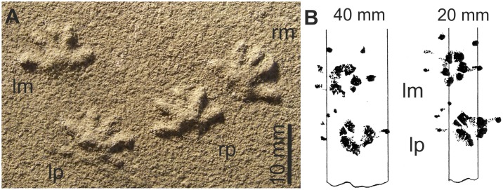 Figure 22