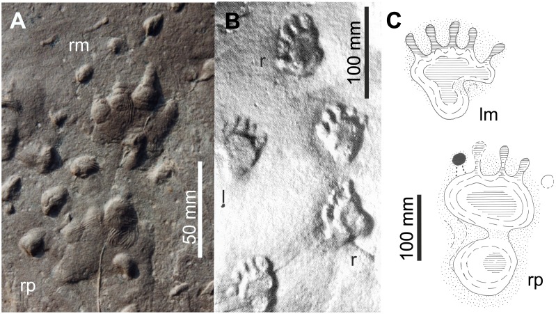 Figure 21