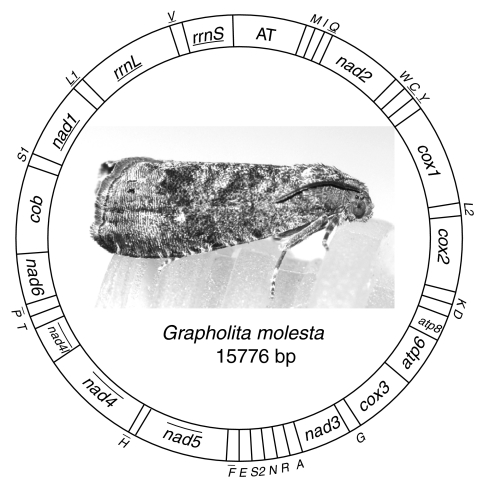 Fig. 1