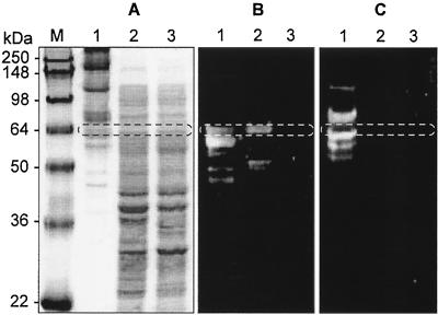 FIG. 5.