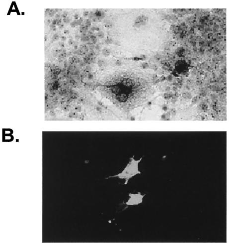 FIG. 1.