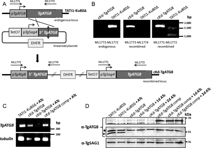 FIG 2 