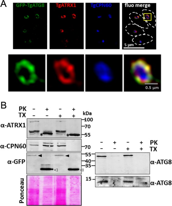 FIG 1 