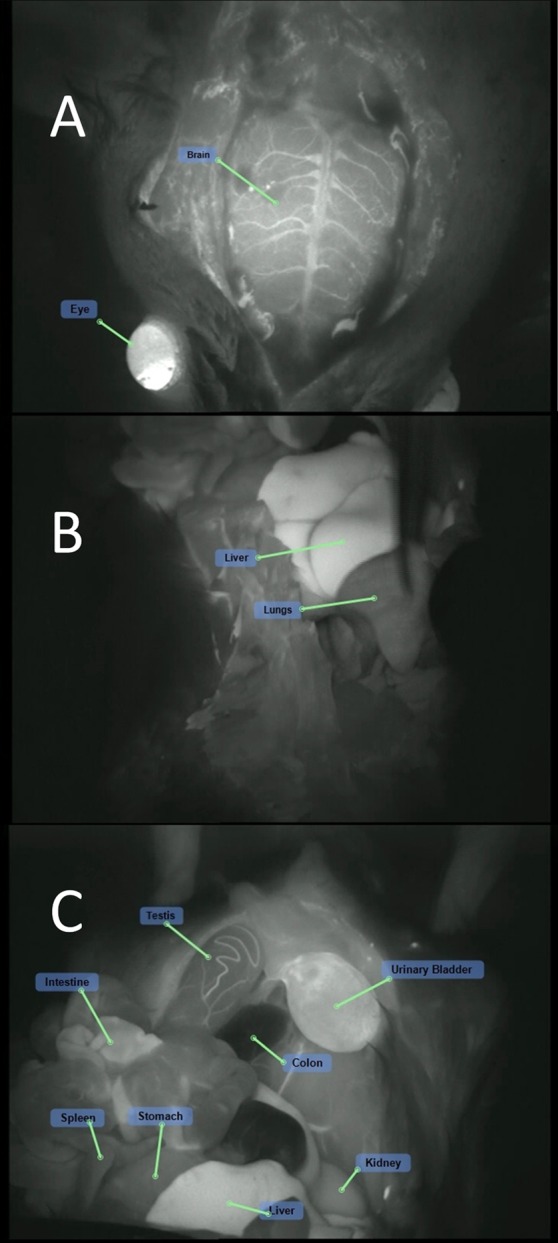 Figure 5