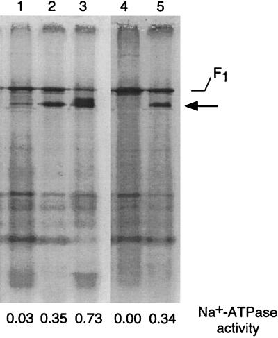 FIG. 5