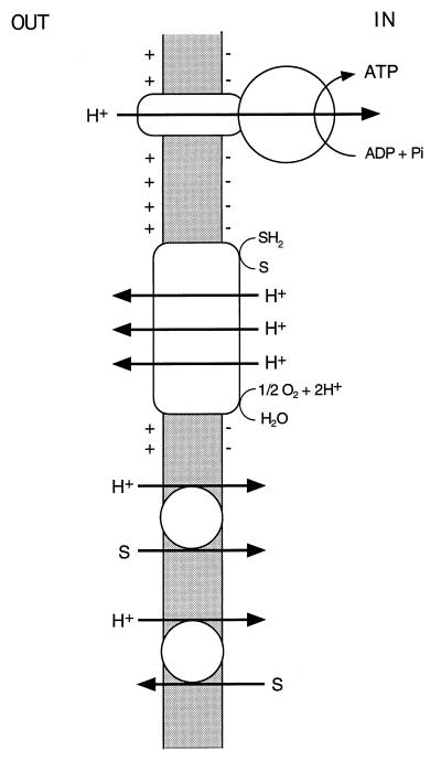 FIG. 1