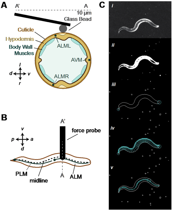 Figure 2.