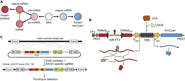 Figure 1