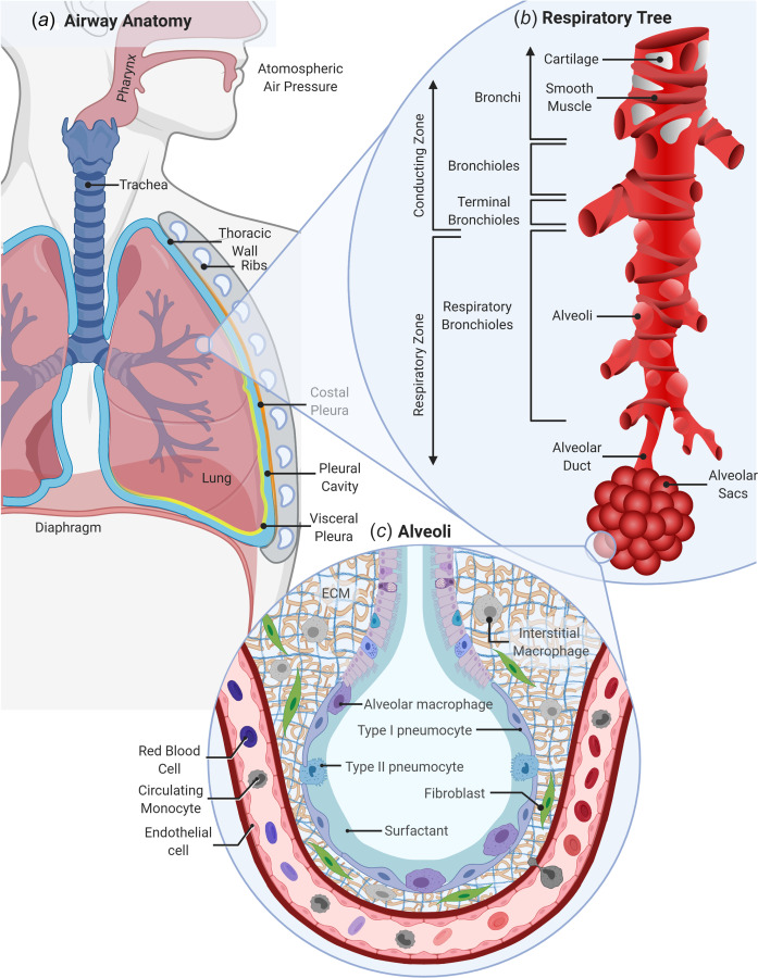 Anatomy of the respiratory system. (a) In humans, the respiratory system includes the mouth, nose, pharynx, and proximal trachea which branches into right and left lung lobes and a pleural cavity that borders the thoracic wall. (b) The macro-environment of the respiratory tree contains a conducting zone with bronchi located proximally leading into bronchioles, and terminal bronchioles and a respiratory zone with respiratory bronchioles, the alveolar duct, and alveolar sacs. (c) The micro-environment of the alveoli includes type 1 and type 2 pneumocytes/epithelial cells attached to a thin basement membrane, alveolar macrophages, endothelial cells and fibroblasts, and interstitial macrophages within a collagen and elastin ECM. Created with the link in a note.3