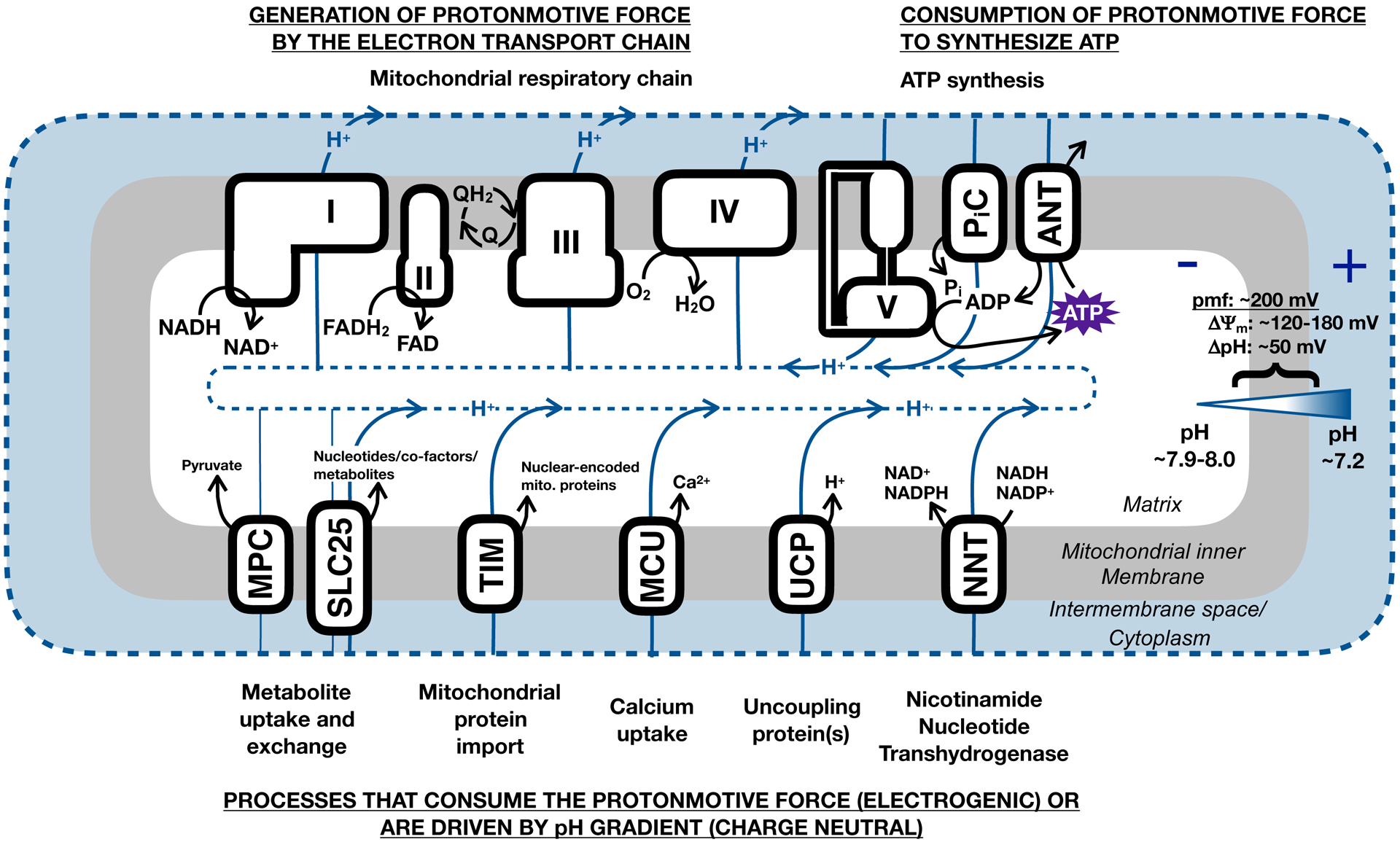 Figure 2 –