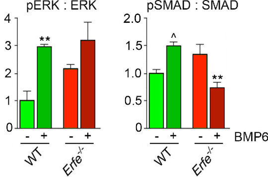 Figure 3—figure supplement 1.