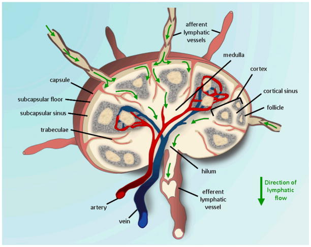 Fig. 8