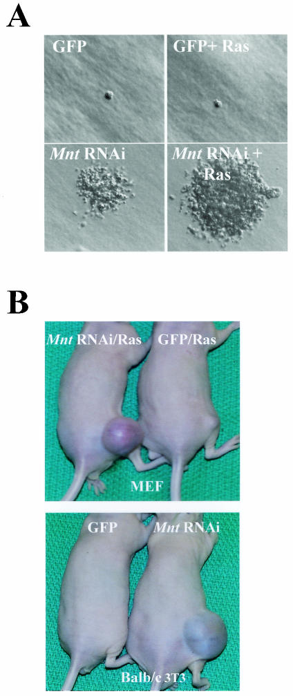 FIG. 6.